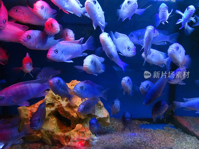热带水族馆/淡水鱼缸图像，蓝色雄马拉维慈鲷